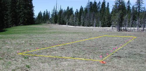 Plot with transect flags